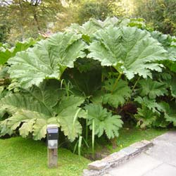 Gunnera manicata, Giant rhubarb